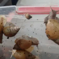 حلزون آچاتینا