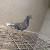 قره پشت بسته