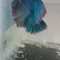 ماهی فایتر .آکواریوم .گیاه .ارتمیا