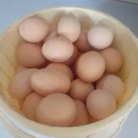 تخم مرغ محلی