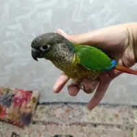 گرینچیک  ملنگو خورشیدی راهب وشاهطوطیو....