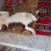 گم شده