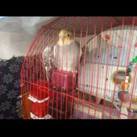 عروس هلندی|پرنده|اردبیل, |دیوار