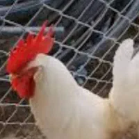 خروس سفید زیبای جوان