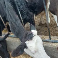 گاو مونت|حیوانات مزرعه|گرگان, |دیوار