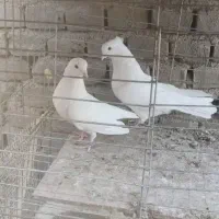 کبوتر پرشی خوب