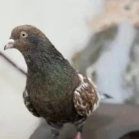 کبوتر کله ای برنجی 3عدد نر