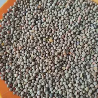 خرید گندم جو سیاه دانه گاودانه تخم کتان نخود سیاه|خدمات باغبانی و درختکاری|اردبیل, |دیوار