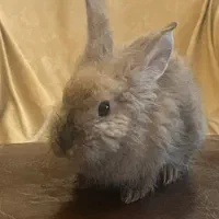 خرگوش لوپ