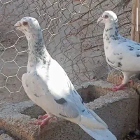 بخش قیزانیه