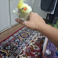 پرنده  عروس هلندی