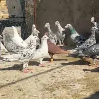 دسته سرور جوان عروسک زدو خورذی|پرنده|شیراز, نصر|دیوار