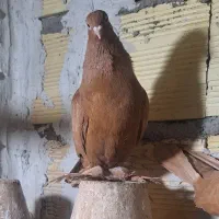 کبوتر|پرنده|تبریز, |دیوار