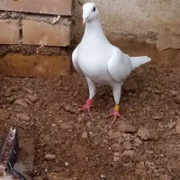 کفتر مسافتی پلاکی المانی سفید