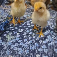 جوجه ۶روزه ۶۵تومن