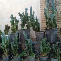 گل کاکتوس صخره ای|گل و گیاه طبیعی|اندیشه, اندیشه فاز ۵|دیوار