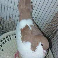ماده چپ سرخ کلاغ دم