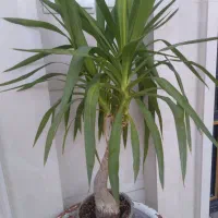 شوش فروش گلهای اپارتمانی|گل و گیاه طبیعی|شوش, |دیوار