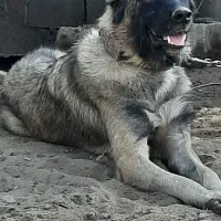 ماده سراب
