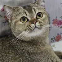 بریتیش ماده بلک گلد با اصالت