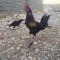 مرغ و خروس محلی