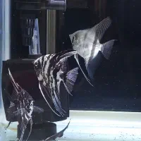 چند عدد ماهی آنجل اورسایز