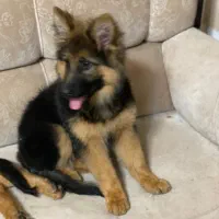 توله ژرمن شپرد شولاین حرفه ایی|سگ|شیراز, سجادیه|دیوار