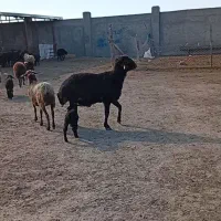 فروش قوچ و میش بره دار و آبستن|حیوانات مزرعه|گنبد کاووس, |دیوار