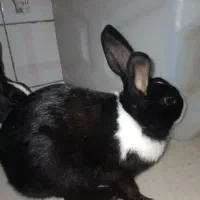 خرگوش نروماده فروشی