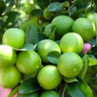 باغ ۱۰۰۰متری طول وعرض۴۰×۲۵ سند تک برگ اب برق گاز