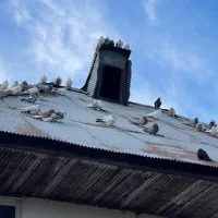 کبوتر پرشی|پرنده|کیاشهر, |دیوار