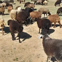 تعداد ۵۰ راس میش ۵۰ بره بره ها جفتی ۷۵ کیلو