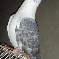 پرستو مگس نر