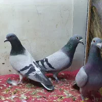 کفتر پلاکی و چادری اصل|پرنده|تهران, یاخجی آباد|دیوار