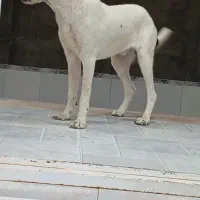 خراسانی نر ...نامبر وان