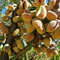 عرضه نهال بادام شکوفه|خدمات باغبانی و درختکاری|نمین, |دیوار