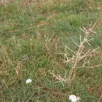 فروش زمین زراعی