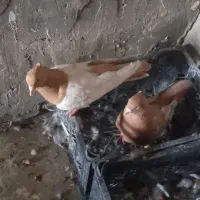 سوسنگرد ..ابو حمیظه
