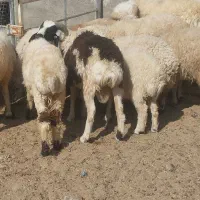 بره کهره قوچ نری بز گیسه|حیوانات مزرعه|سیرجان, |دیوار