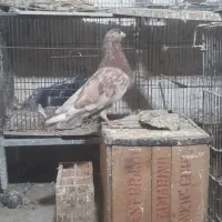 کبوتر مسافتی و رنگی