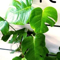 گل کم آب کم نور|گل و گیاه طبیعی|بروجرد, |دیوار