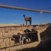 سه عدد کره نر  پاکستانی هر سه تا مال یک بز هستن|حیوانات مزرعه|ماهان, |دیوار