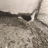 کبوتر دمگیر