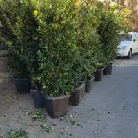 خدمات باغبانی فروش گل و گیاه تجریش پاسداران جردن|خدمات باغبانی و درختکاری|تهران, تجریش|دیوار