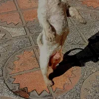 سگ پیکنیز|سگ|نهاوند, |دیوار