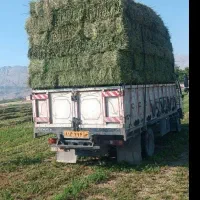 یونجه خشک درجه یک