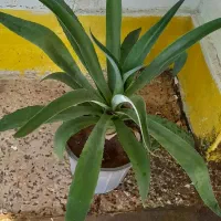 گل وگلدان|گل و گیاه طبیعی|آبادان, |دیوار