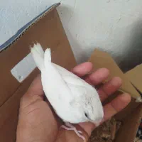 جوجه عروس هلندی