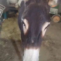 الاغ ماده|حیوانات مزرعه|رباط‌کریم, شهرستانک|دیوار