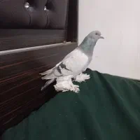 کبوتر پاره پاری